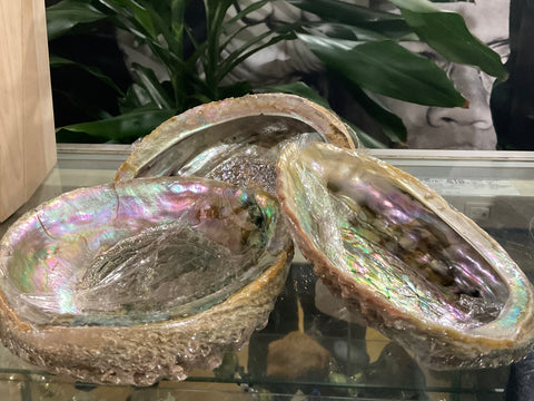 Abalone Shell