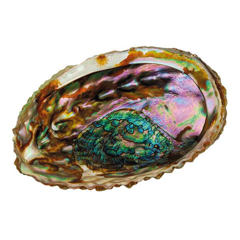 Abalone Sage Shell Bowl