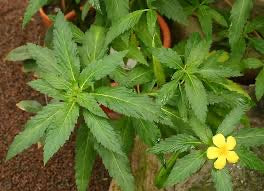 Damiana c/s